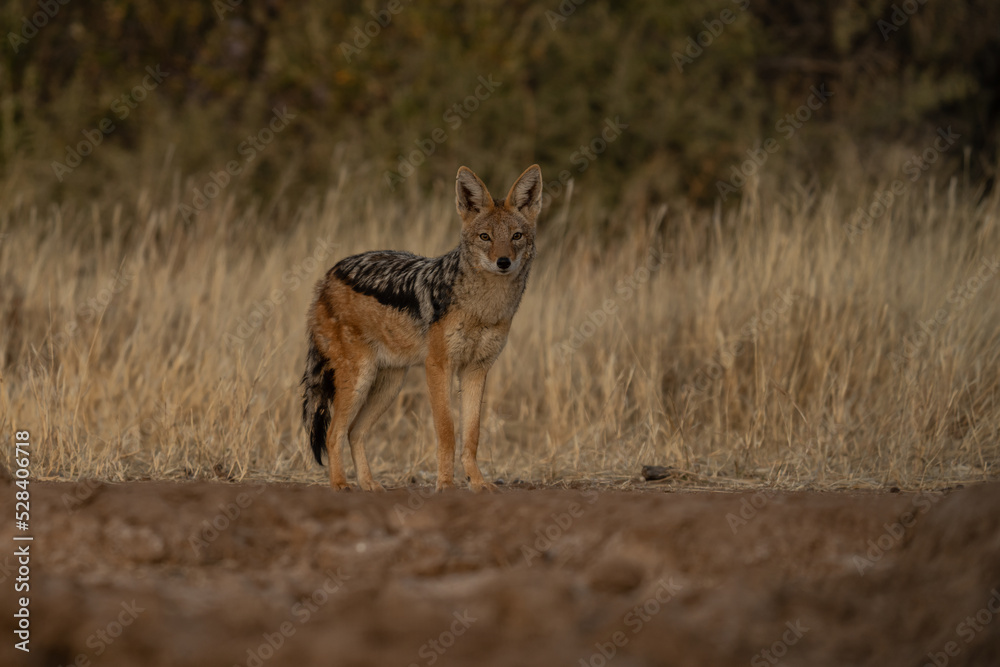 A jackal searching for prey in the grasslands of the Kalahari Desert in Namibia. A jackal searching for prey in the grasslands of the Kalahari Desert in Namibia.
