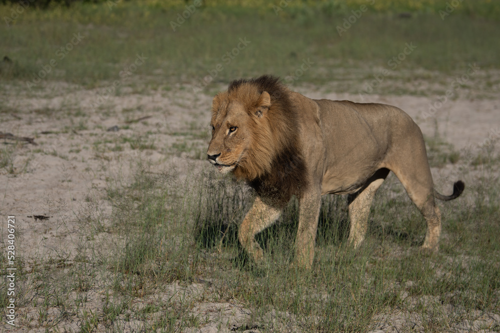 Beautiful Lion Caesar in the golden grass of Masai Mara, Kenya Panthera Leo. Beautiful Lion Caesar in the golden grass of Masai Mara, Kenya Panthera Leo.