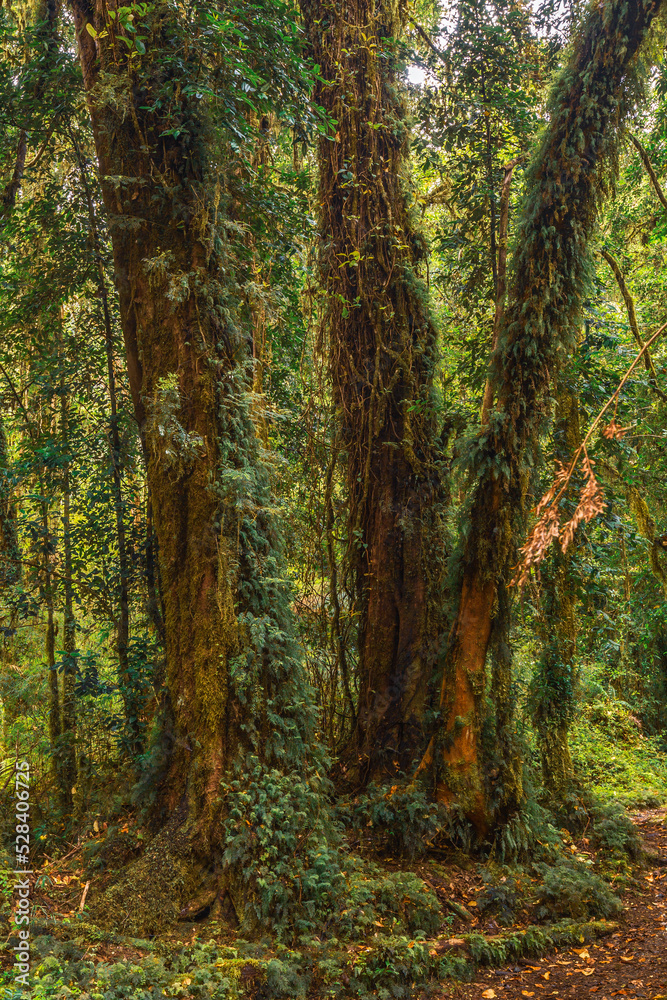 Evergreen beech forest near foot of Andes mountains, Patagonia, Argentina, South America, chile Evergreen beech forest near foot of Andes mountains, Patagonia, Argentina, South America, chile