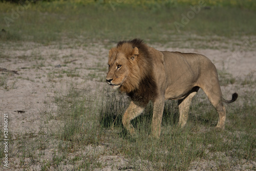 Fototapeta Naklejka Na Ścianę i Meble -  Beautiful Lion Caesar in the golden grass of Masai Mara, Kenya Panthera Leo.