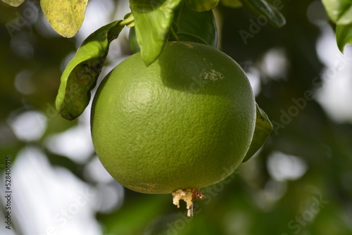 green apple on tree