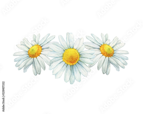 Fototapeta Naklejka Na Ścianę i Meble -  Bouquet, border, frame with summer field, meadow white chamomile flowers (cota, daisy, chamomilla). Watercolor hand drawn painting illustration, isolated on white background.