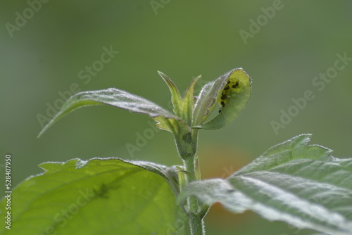bud of a plant