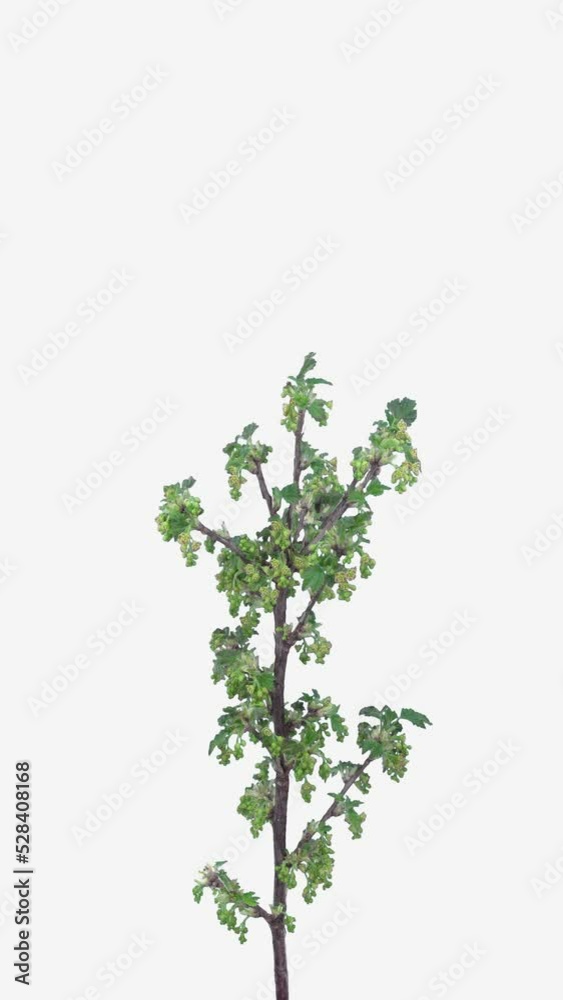 Time lapse of growing red currant branch isolated on white background, vertical orientation, 4K Time lapse of growing red currant branch isolated on white background, vertical orientation, 4K