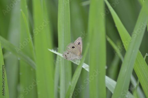 butterfly on green leaf