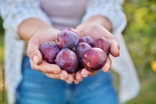 Close up ripe blue plums in woman hands outdoor, nature background photo