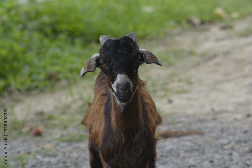 goat on the farm