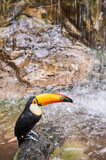 Side view of a toucan, on a stone and a river in the background