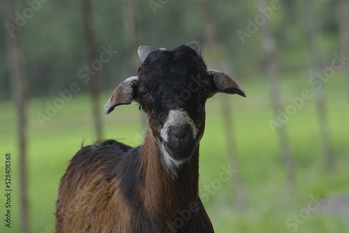 portrait of a goat