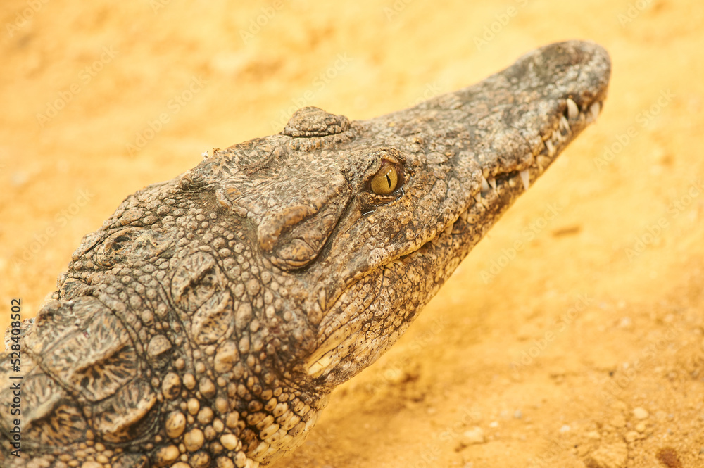 Obraz premium Crocodile head detail out of water