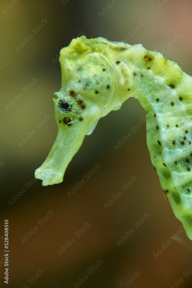 Fototapeta premium Green sea horse head detail