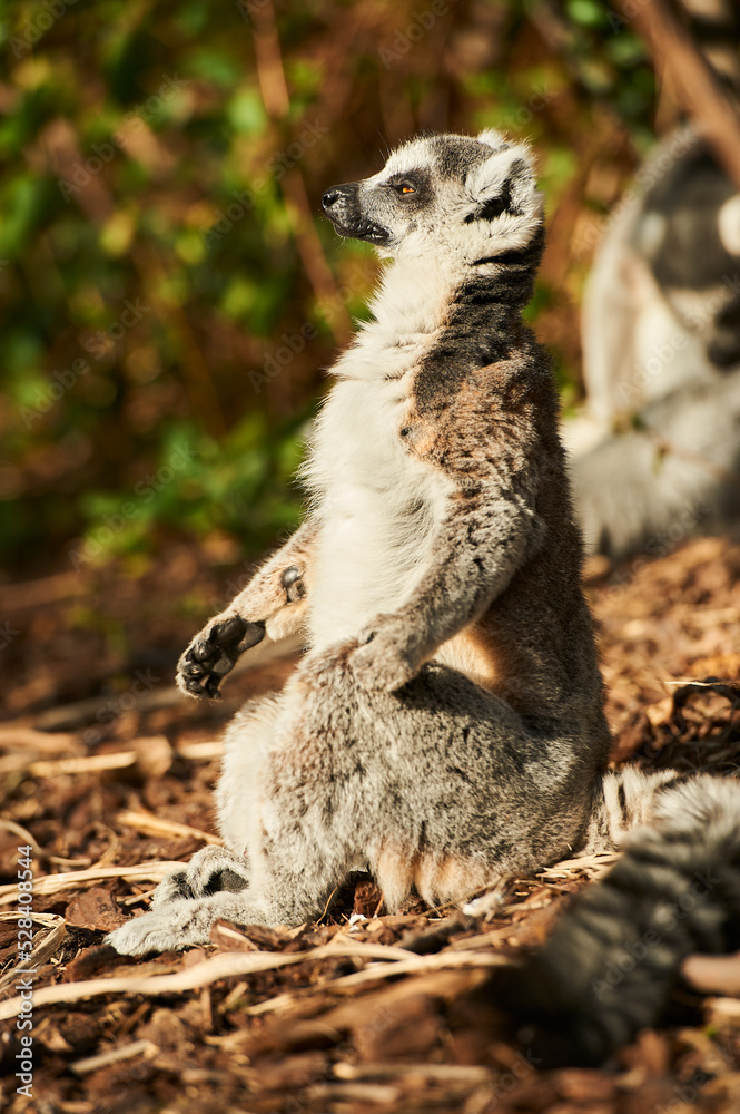 Fototapeta premium Lemur sitting on a ground with leaves