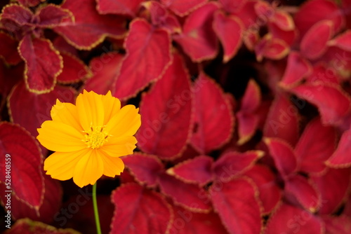 Close-up of a yellow flower against a bush with red leaves, Indonesia photo