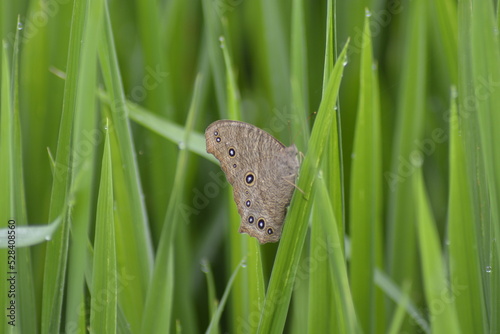 butterfly on green grass