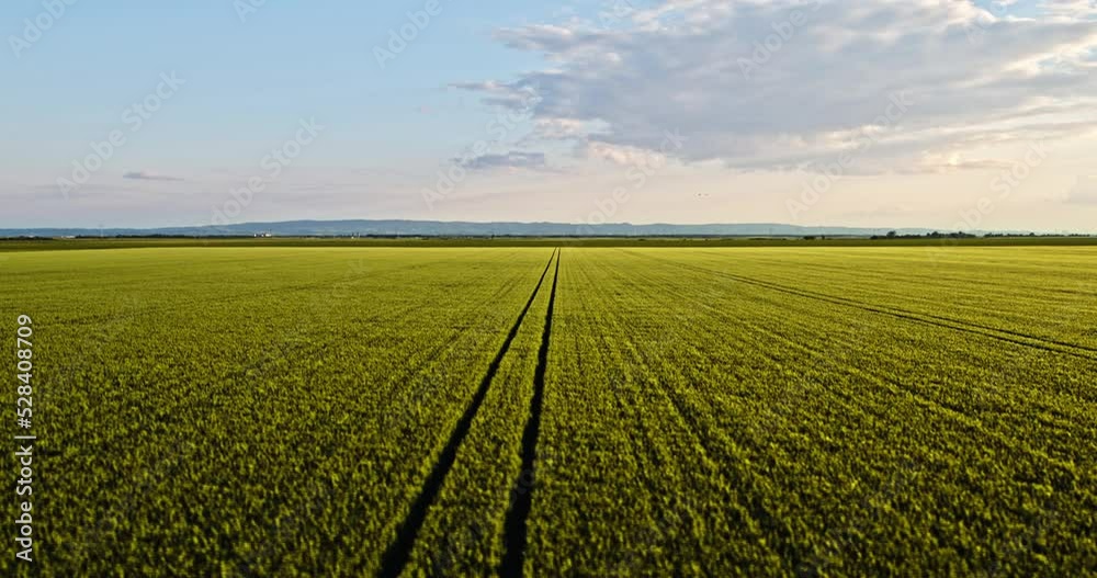 Vast green agricultural wheat field at industrial farm Vast green agricultural wheat field at industrial farm