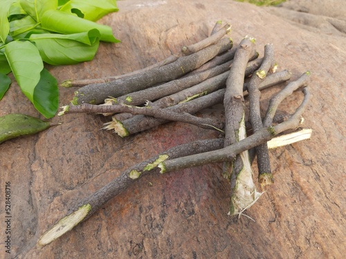 Millettia pinnata stick with green leaves. This is used to clean teeth. In India, teeth are cleaned with a similar wooden stick. Pongamia pinnata stick. Natural toothbrush. 