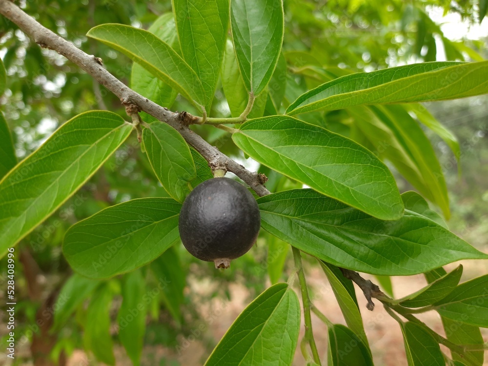 angium tree fruit. It is is a flowering plant in the Cornaceae family. Round wildfruit in nature background. angium tree fruit. It is is a flowering plant in the Cornaceae family. Round wildfruit in nature background.