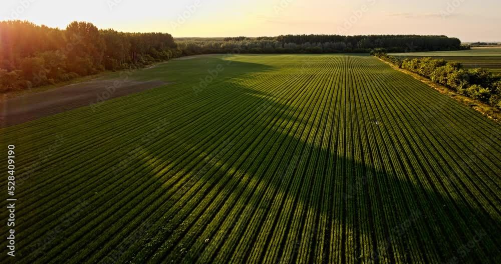 Sunset over agricultural onion plants in field at industrial farm Sunset over agricultural onion plants in field at industrial farm