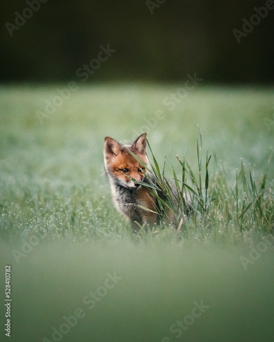 Fox kitten cup puppy behind a bush in finland during sunrise mist morning tiny fox
