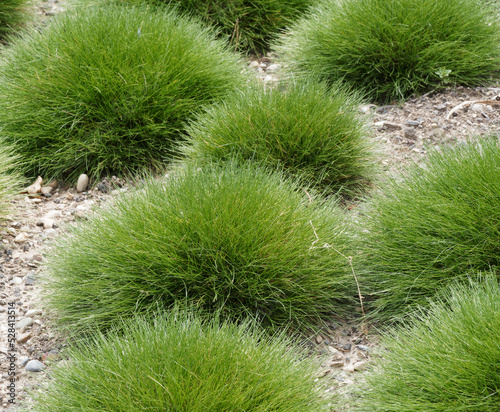 Festuca gautieri  | Spiky fescue or bearskin fescue, green grass with bare stalks cultivated in a rock garden