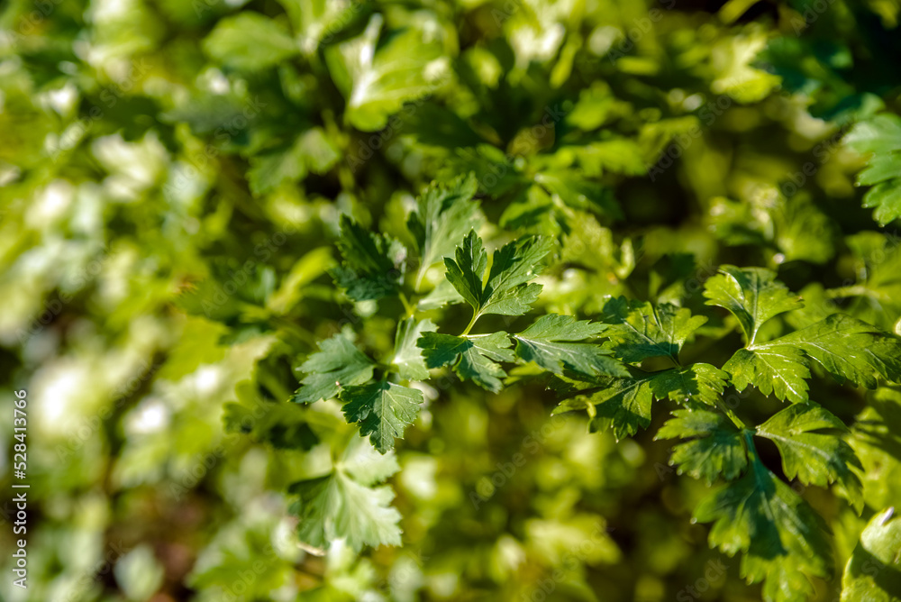 Green parsley leaves growing in the garden Green parsley leaves growing in the garden