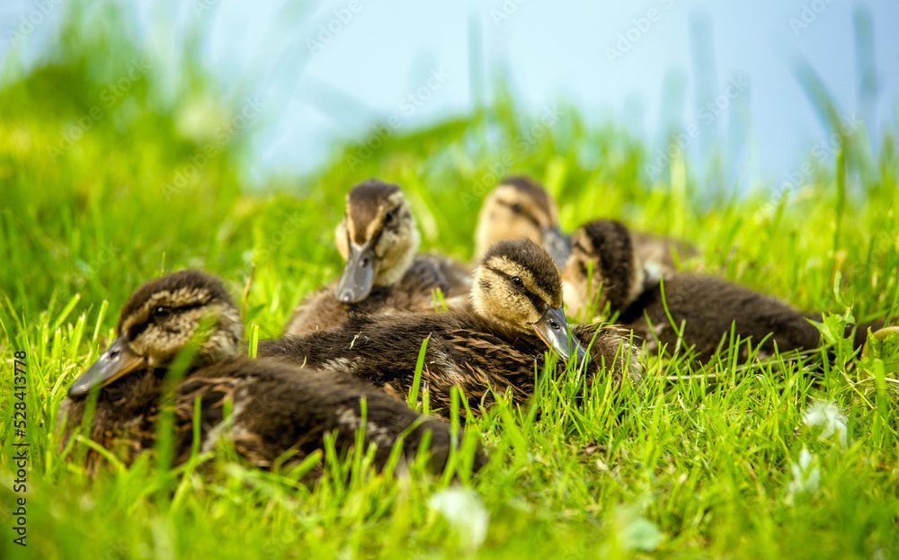 A little ducklings sitting on the grass
A little ducklings sitting on the grass