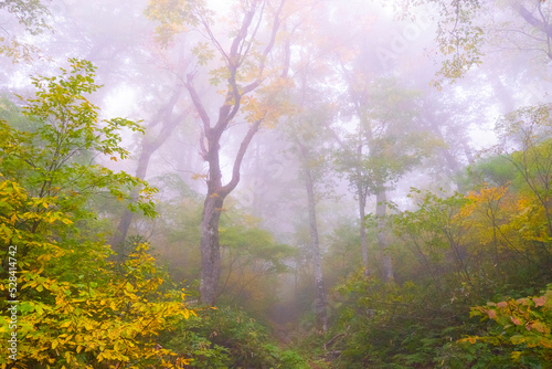 Fototapeta Naklejka Na Ścianę i Meble -  霧の雨飾高原、鎌池の紅葉の森