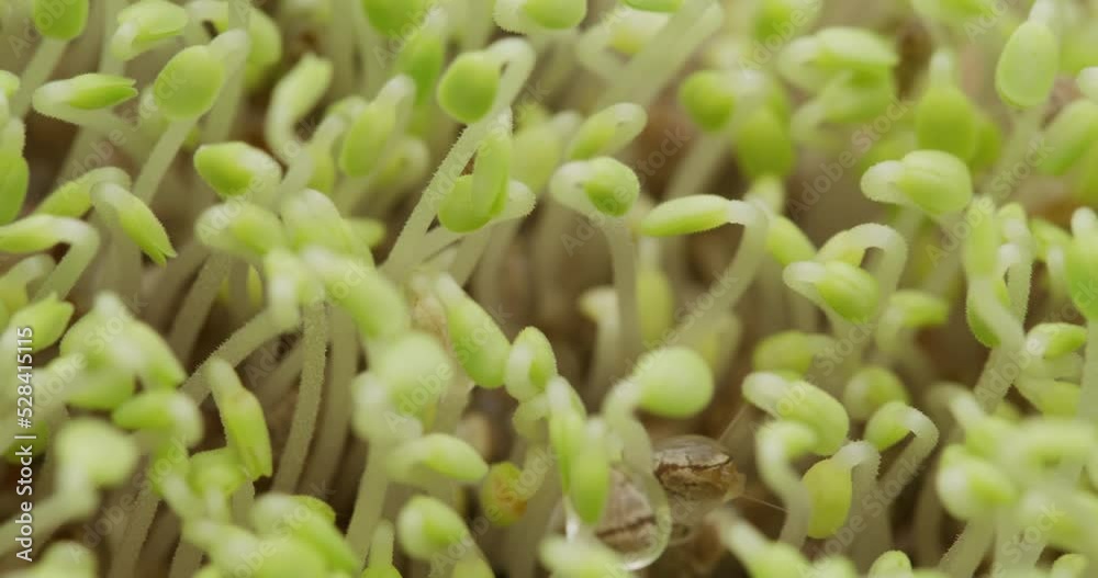 Chia sprout growth close up
