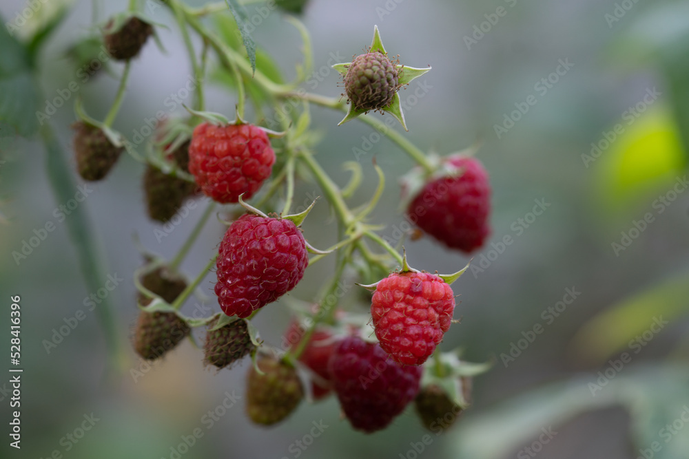 A close-up photo of a bunch of ripe raspberries A close-up photo of a bunch of ripe raspberries