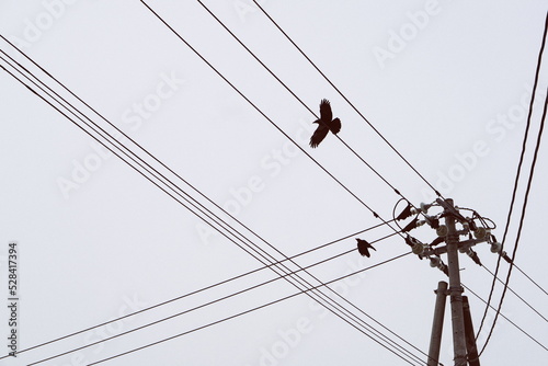 Photography lines and birds