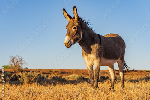 Side on view of a wild donkey in a arid landscape with a clear blue sky behind photo
