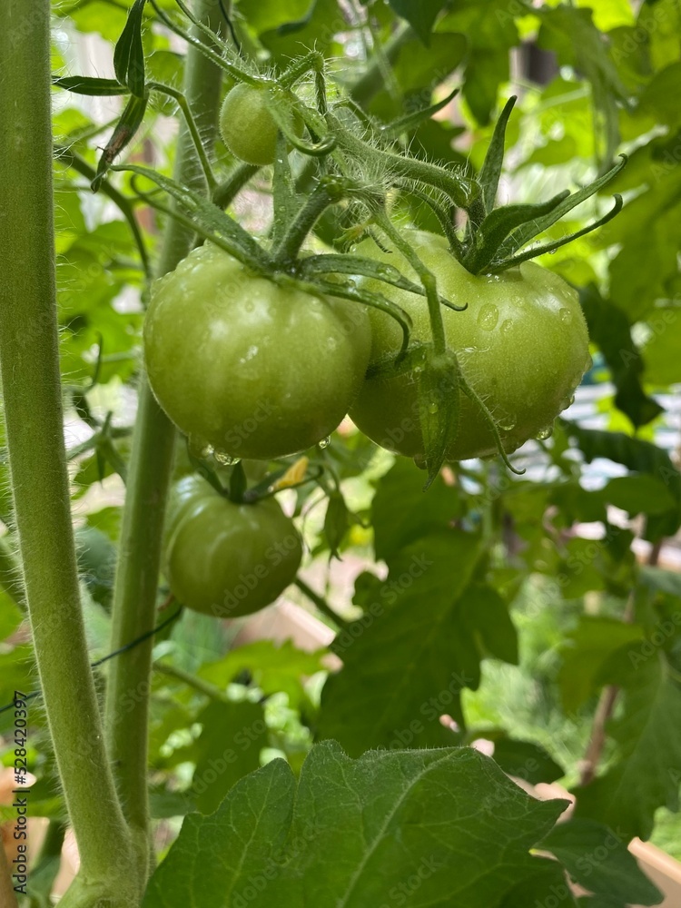 green tomatoes on a vine green tomatoes on a vine