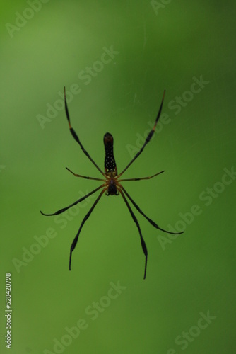 Spider web picture 