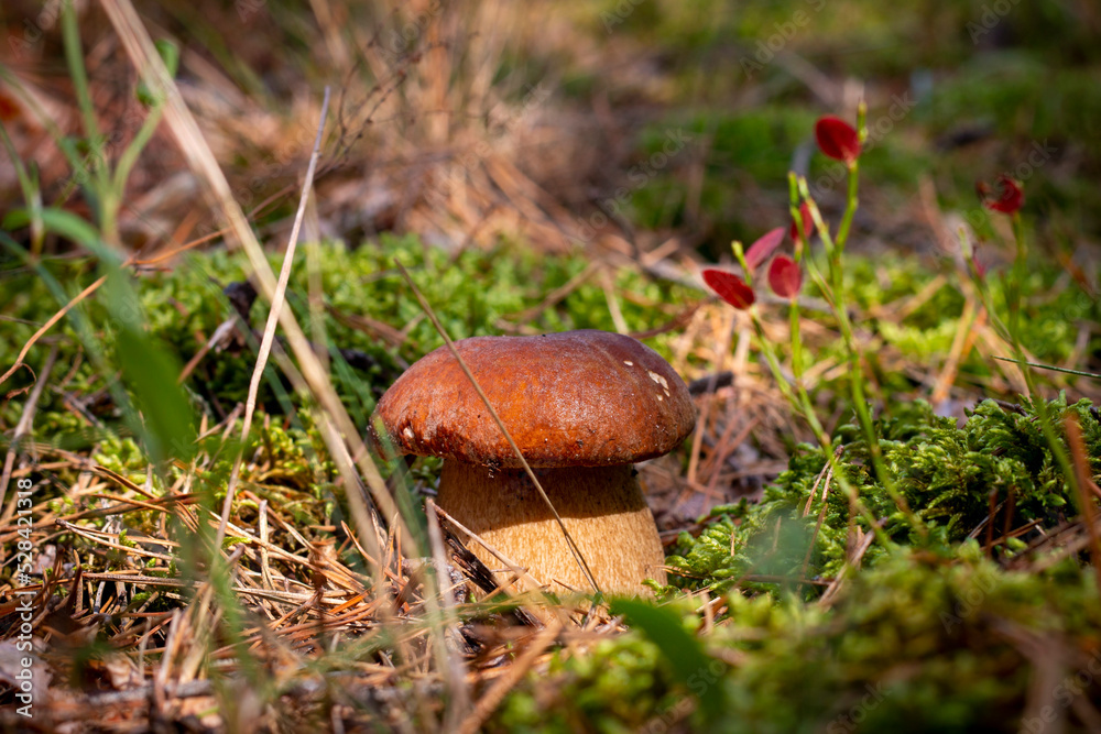 season porcini mushroom grows in sunny day season porcini mushroom grows in sunny day