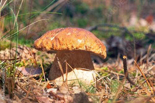 season porcini mushrooms grows in sun rays