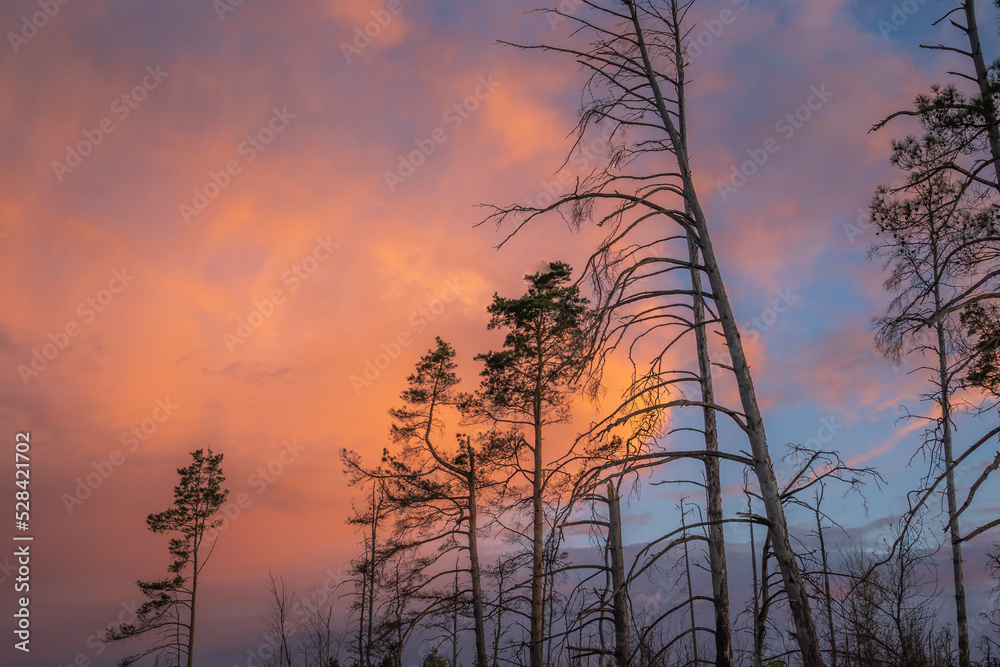 Summer sunset over the forest with dead trees