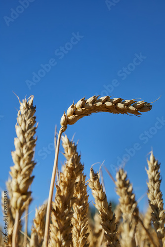 close up of wheat branches. cereal crisis with copy space, vertical image