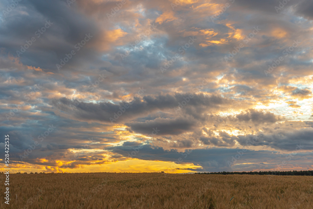 Dramatic sunset over the wheat field with colorful clouds in the summer