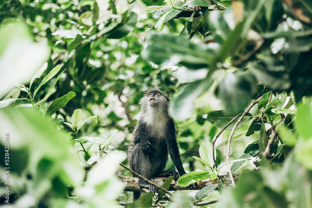 Wild Red Colobus monkey sitting on the branch in tropical forest on Zanzibar Wild Red Colobus monkey sitting on the branch in tropical forest on Zanzibar