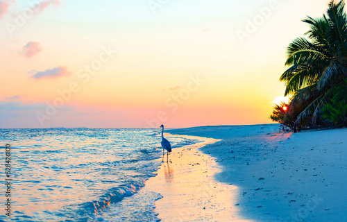 Fototapeta Naklejka Na Ścianę i Meble -  gray heron on the shores of the Indian ocean at dawn in the Maldives