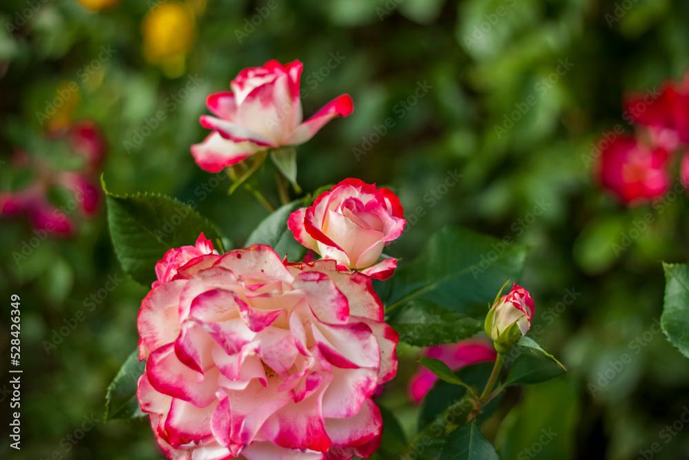 Beautiful and bright roses grow in a flower bed in the park. Take a walk in the park on a summer day and look at the beautiful flowers. Selective focus, floral wallpaper. Beautiful and bright roses grow in a flower bed in the park. Take a walk in the park on a summer day and look at the beautiful flowers. Selective focus, floral wallpaper.
