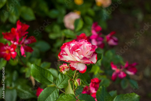 Beautiful and bright roses grow in a flower bed in the park. Take a walk in the park on a summer day and look at the beautiful flowers. Selective focus, floral wallpaper.