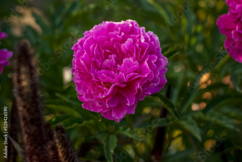 Beautiful and bright peonies grow in a flower bed in the park. Take a walk in the park on a summer day and look at the beautiful flowers. Selective focus  floral wallpaper.