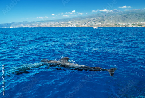 View on Tenerife island from ocean. Pilot whales in the water are in the foreground.