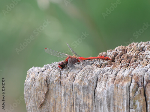 Sitzendes Männchen der Blutroten Heidelibelle, Sympetrum sanguineum photo
