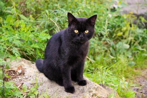 Black stray cat outdoor portrait. Selective focus.