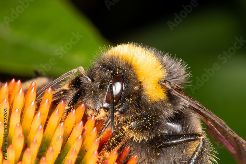 Macro photo of a bumble bee on a flower. Macro photograph with very high resolution and detail.