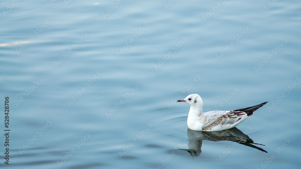 Seagull on the water