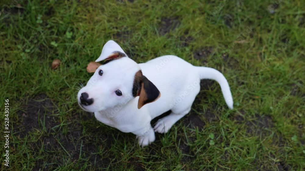 Adorable Jack Russell terrier puppy happily wags its tail 