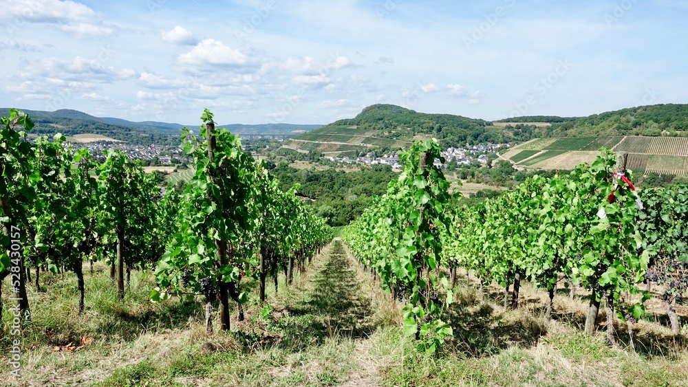 Weinberg und Weinanbau, Weintrauben vor der Lese